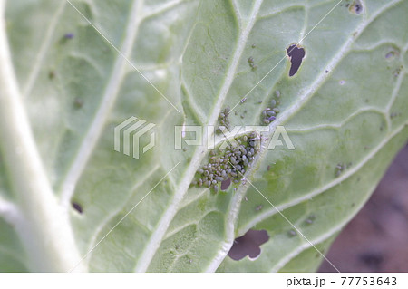 白菜に付くアブラムシ 77753643