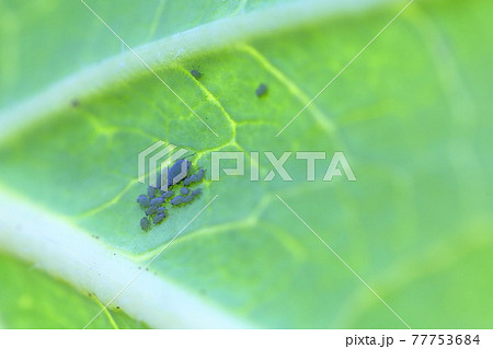 白菜に付くアブラムシ 白菜に付くアブラムシ 77753684