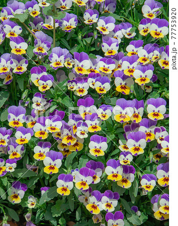 ビオラの花畑 77753920