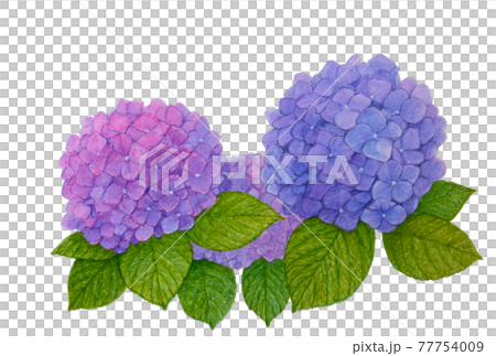 紫陽花 水彩 手描き 写実 絵 イラストのイラスト素材