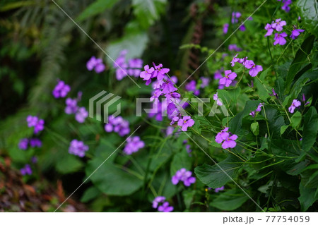 紫の小さな花の写真素材