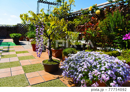 最上階のルーフバルコニーで和風ガーデニング 藤が咲く植物のある生活の写真素材