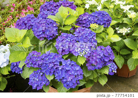 鎌倉　長谷寺のあじさい　ディープパープル 77754101