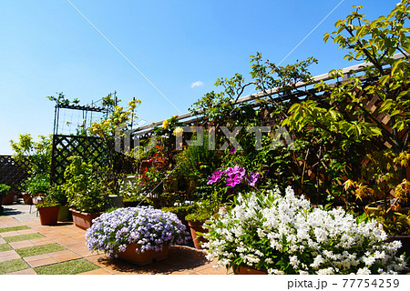 最上階のルーフバルコニーでガーデニング　花が咲く　緑のある生活 77754259