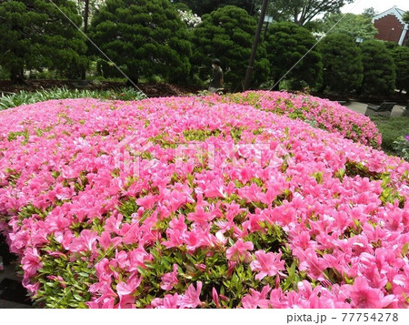 横浜　港の見える丘公園のつつじ 77754278