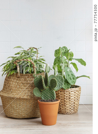 House plants on the table 77754300