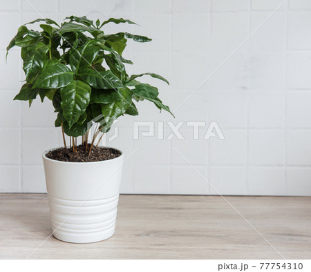 Young shoots of a coffee tree planted in a  pot 77754310