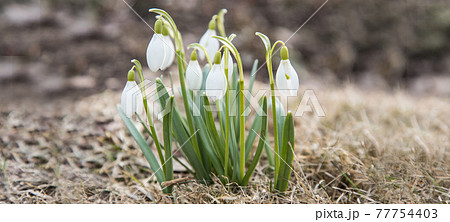 Blooming white snowdrops.The concept of the onset of spring 77754403