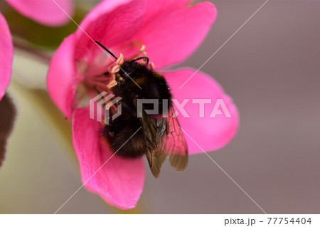 Bumblebee collecting pollen in appletree blossom as a closeup 77754404