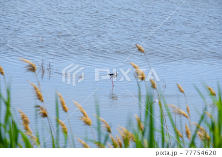 Lapwing on stilt legs search for food in shallow water on a sunny day. 77754620