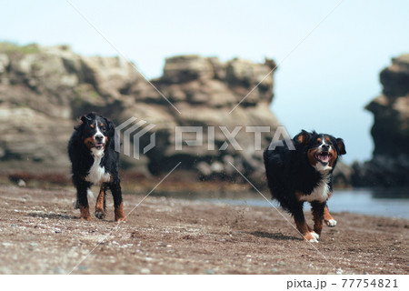 バーニーズマウンテンドッグ 77754821