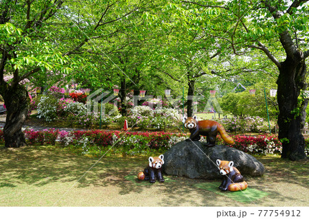 西山公園 つつじ レッサーパンダ 日本の歴史公園100選 西山公園 つつじ レッサーパンダ 日本の歴史公園100選 77754912