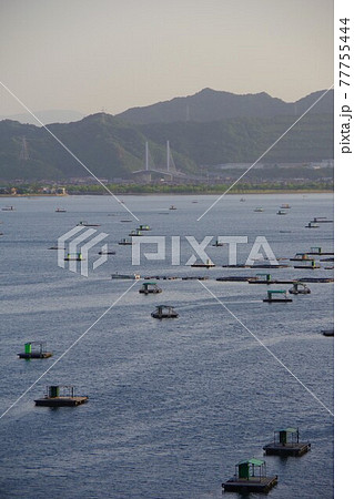 徳島県鳴門市　ウチノ海に浮かぶ釣り筏と小鳴門大橋を望む 77755444