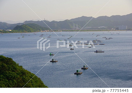 徳島県鳴門市　ウチノ海に浮かぶ釣り筏と小鳴門大橋を望む 77755445