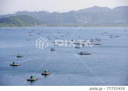 徳島県鳴門市 ウチノ海に浮かぶ釣り筏と小鳴門大橋を望む 徳島県鳴門市 ウチノ海に浮かぶ釣り筏と小鳴門大橋を望む 77755450