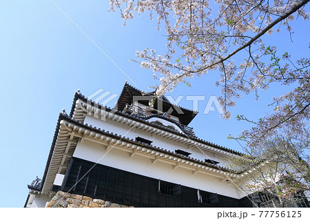 国宝犬山城とサクラ（愛知県 犬山市） 77756125