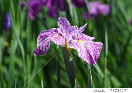 アヤメ アヤメ 77756174