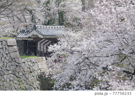 桜と二之丸大手二之門（名古屋城　愛知県 名古屋市） 77756235