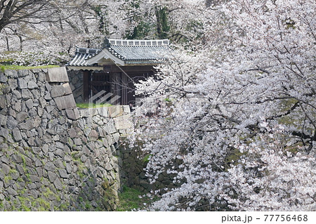 桜と二之丸大手二之門(名古屋城 愛知県 名古屋市) 桜と二之丸大手二之門(名古屋城 愛知県 名古屋市) 77756468