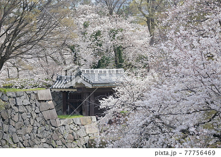 桜と二之丸大手二之門（名古屋城　愛知県 名古屋市） 77756469