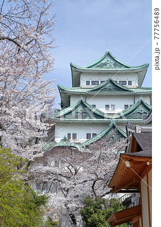 本丸御殿から見る金鯱のない名古屋城（愛知県 名古屋市　2021年） 77756489