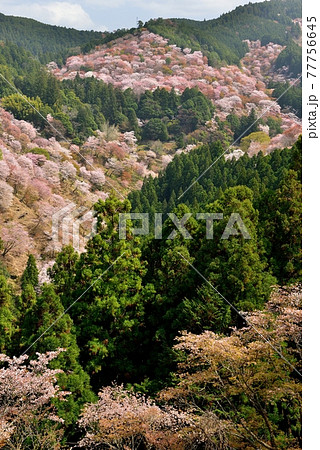 吉野山の桜 吉野山の桜 77756645