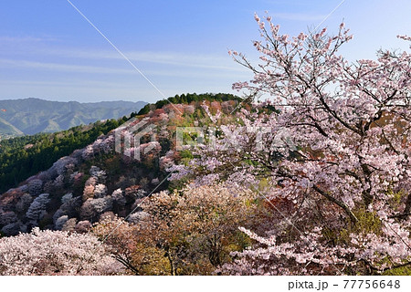 吉野山の桜 吉野山の桜 77756648