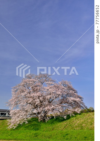 幾坂池の一本桜 77756652