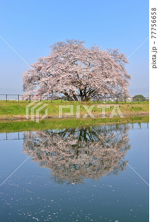 幾坂池の一本桜 幾坂池の一本桜 77756658