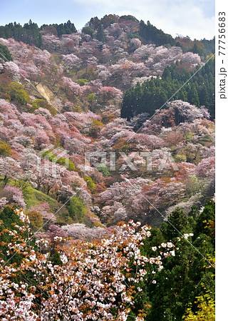 吉野山の桜 吉野山の桜 77756683