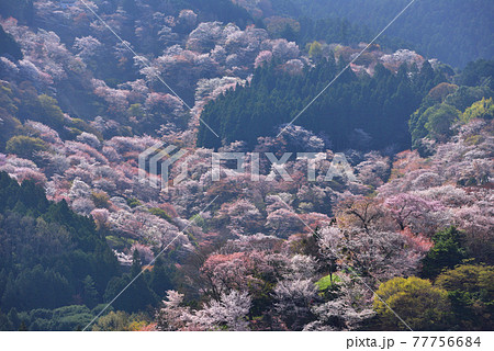 吉野山の桜 吉野山の桜 77756684