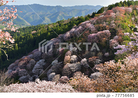吉野山の桜 吉野山の桜 77756685