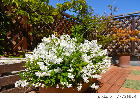 春のガーデニング バルコニーに満開の白い花 姫ウツギの写真素材