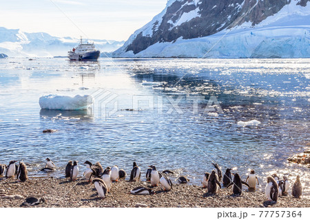 Touristic cruise ship in the antarctic lagoon among icebergs and Gentoo penguins colony on the  shore of Neco bay, Antarctica 77757364