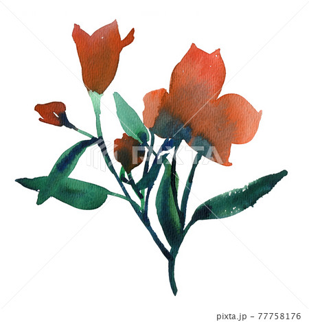 Isolated on white Alstroemeria flowers. Watercolor scetch 77758176