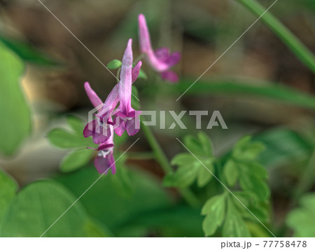 ジロボウエンゴサクの開花の写真素材