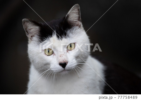 見つめる猫 77758489