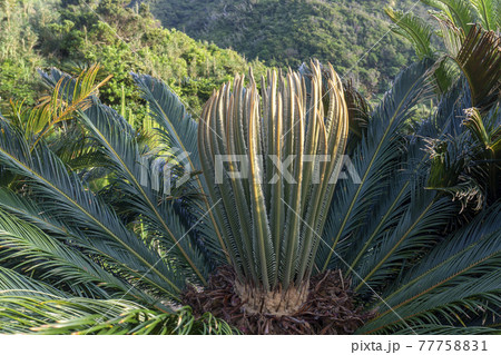 奄美を代表する植物ソテツ 奄美を代表する植物ソテツ 77758831