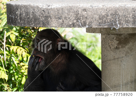 指を舐めるチンパンジー 指を舐めるチンパンジー 77758920