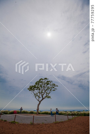 自然 春 花畑 77759295