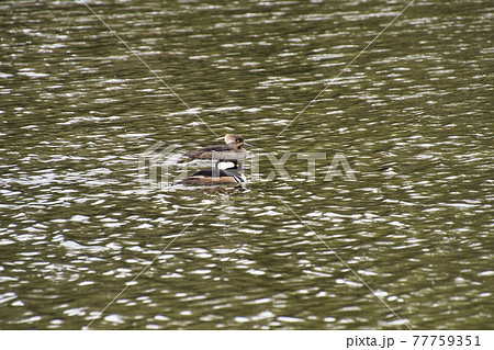 オウギアイサのツガイが池で泳ぐ様子 ウエストバンク-バー ブリティッシュコロンビア カナダ オウギアイサのツガイが池で泳ぐ様子 ウエストバンク-バー ブリティッシュコロンビア カナダ 77759351