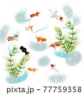金魚と水草 77759358