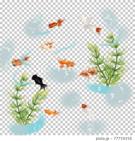 金魚和水生植物 77759358