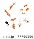 いろいろな金魚 77759359