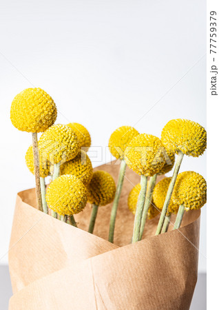 Craspedia globosa dry flowers Craspedia globosa dry flowers 77759379
