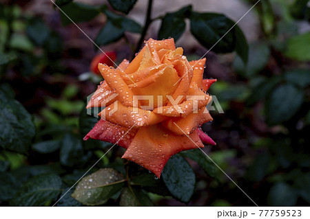 花 葉 バラ 77759523