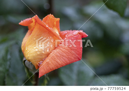 花 葉 バラ 77759524