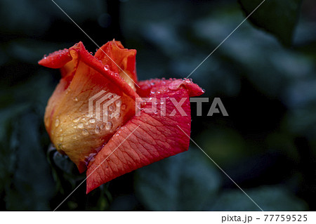 花 葉 バラ 77759525