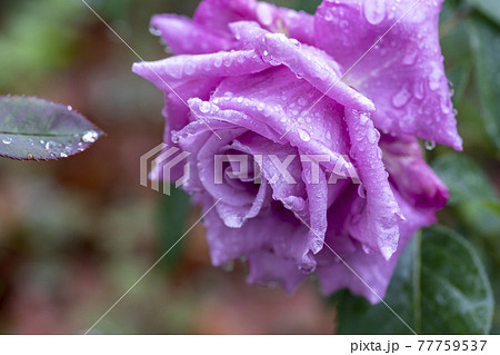 花 葉 バラ 77759537