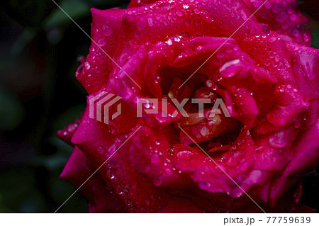 花 葉 バラ 77759639